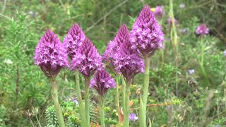 Orkida piramidali ta' Malta, Maltese Pyramidal orchid (Anacamptis pyramidalis subsp urvilleana) is endemic and rare on the islands.