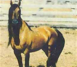 A dun-colored horse. Donn is the word for brown in the Scottish and Irish Gaelic languages.