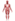 Muscular system.svg