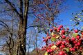 Crataegus laevigata in the park