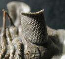 Trilobite eyes employed calcite