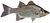 Morone chrysops white bass fish (white background).jpg