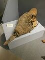 Ibis mummy, Greek-Roman era.