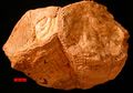 Rudist bivalves from the Cretaceous of the Omani Mountains, United Arab Emirates. Scale bar is 10 mm.