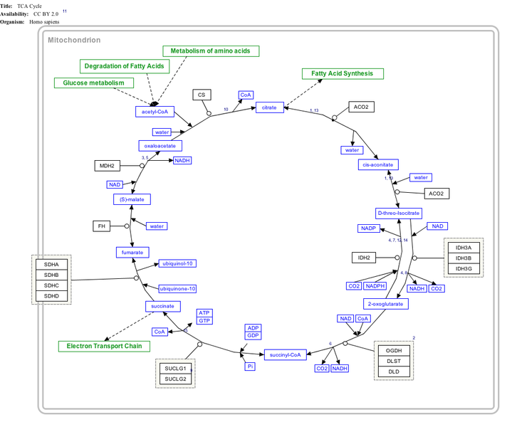 ملف:TCACycle WP78.png