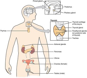 1801 The Endocrine System.jpg