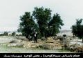 حمام سيبه