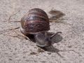 Cornu aspersa, the Garden snail, Hampshire UK