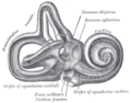 Interior of right osseous labyrinth.