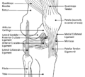 Knee diagram