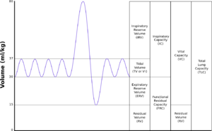 Lungvolumes Updated.png