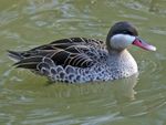 Red-billed Pintail (Anas erythrorhyncha) RWD1.jpg