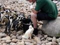 An albino African Penguin, hatched at Bristol Zoo, Bristol, England