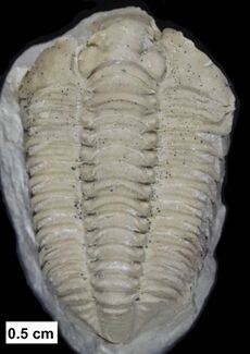 Calymene celebra Raymond, 1916.jpg