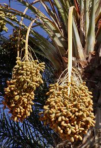 Dates on date palm.jpg