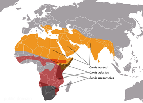 صورة معبرة عن الموضوع وابن آوى