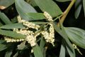 Acacia longifolia