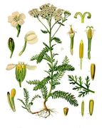 Illustration in Franz Eugen Köhler, Koehlers Medizinal-Pflanzen in naturgetreuen Abbildungen und kurz erläuterndem Texte (1883-1914)