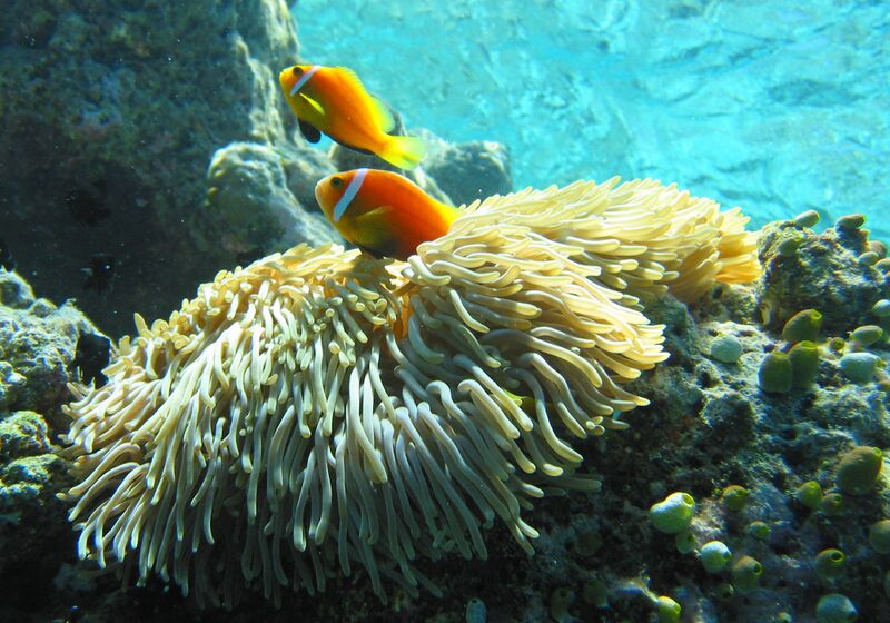 ملف:Maldive anemonefish.jpg