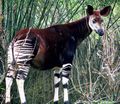 At Disney's Animal Kingdom