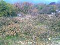 Persimmon orchard northern Kansai region, Japan.