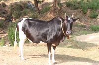 Ponwar 01.JPG