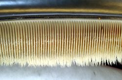 Photo displaying dozens of baleen plates. The plates face each other, and are evenly spaced at approximately 0.25 بوصات (1 cm) intervals. The plates are attached to the jaw at the top, and have hairs at the bottom end.