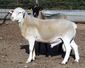 Dorper white ram.jpg