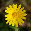 Calendula arvensis