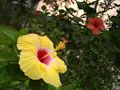 Hibiscus, Kolkata, India.
