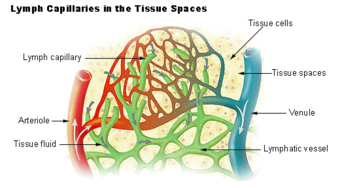 Illu lymph capillary.png