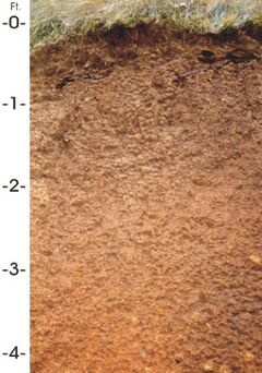 JorySoilProfile.jpg