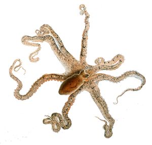 Octopus defilippi.jpg