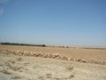 الطريق الصحراوي بين مراكش والصويرة.