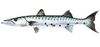 Yellowmouth Baracuda.jpg