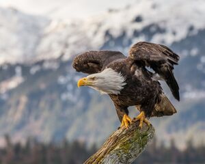 About to Launch (26075320352).jpg