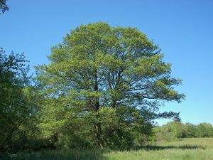 Alnus glutinosa 011.jpg