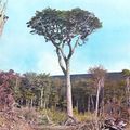 Nothofagus betuloides