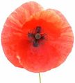 Papaver rhoeas.