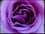 Purple.jpg