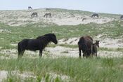 Stallion and harem on Sable Island.jpg