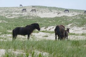 Stallion and harem on Sable Island.jpg