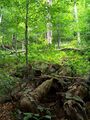 Forest in Stuzica