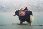 The Yak.jpg