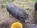 A duroc