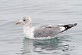 Larus canus kamtschatschensis, Nemuro, Hokkaido, Japan 1.jpg