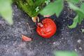 A moldy tomato