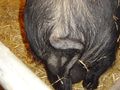 Pig tail DSC03974.jpg