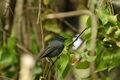Pohnpei flycatcher