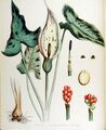 A. maculatum